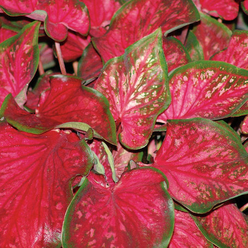 Caladium 'Scarlet Flame' PW