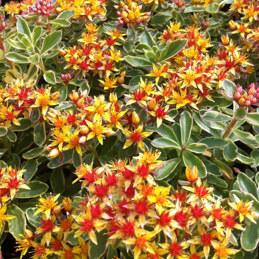 Russian Stonecrop, Variegated