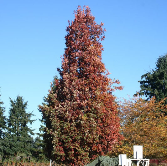 Oak 'Crimson Spire'