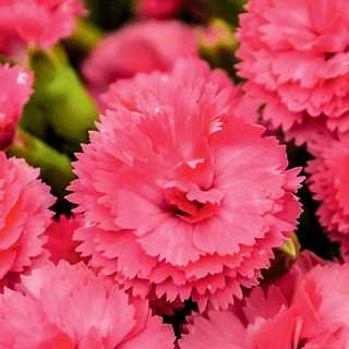 Dianthus 'Classic Coral' Fruit Punch Series PW