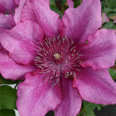 Clematis 'Elodi'