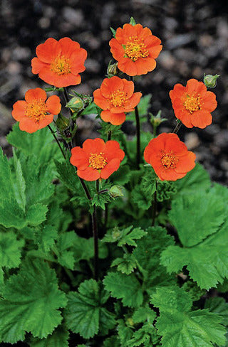 Geum 'Koi'