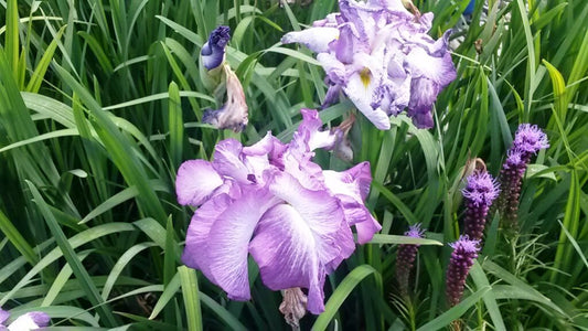 Iris, Japanese 'Lion King'