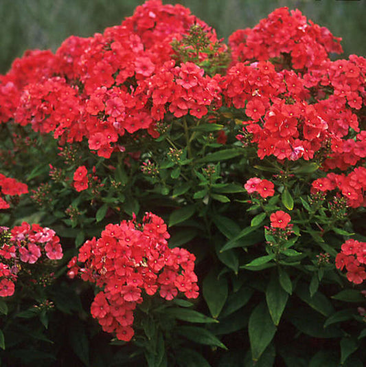 Phlox 'Orange Perfection'