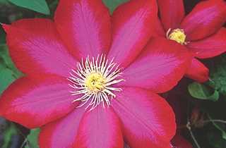 Clematis 'Bourbon'