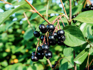 Chokeberry 'Glossy Black'