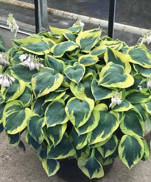 Hosta 'Tootie Mae'