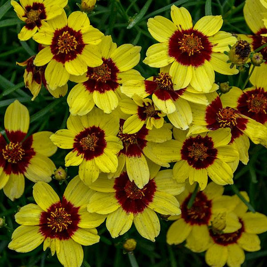 Coreopsis 'Sizzle & Spice Sassy Saffron'