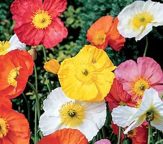 Poppy 'Spring Fever Mixed'