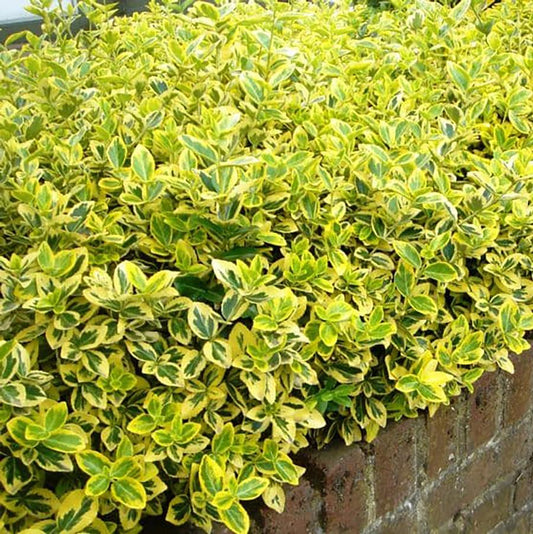 Euonymus 'Sungold' Wintercreeper