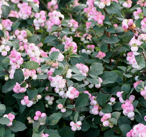 Snowberry 'Pinky Promise' PW