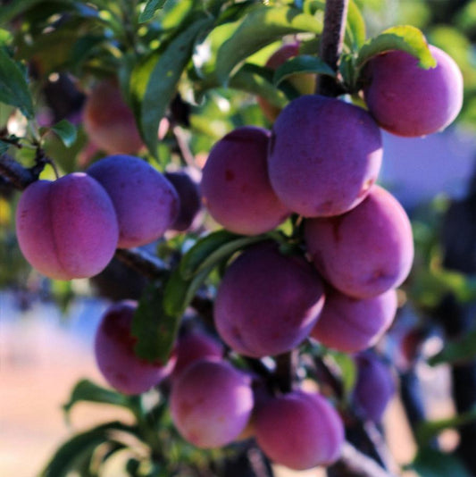 Plum 'Santa Rosa'