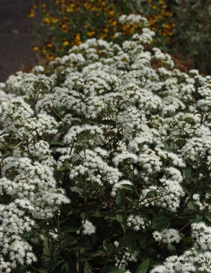 White Snakeroot 'Chocolate'