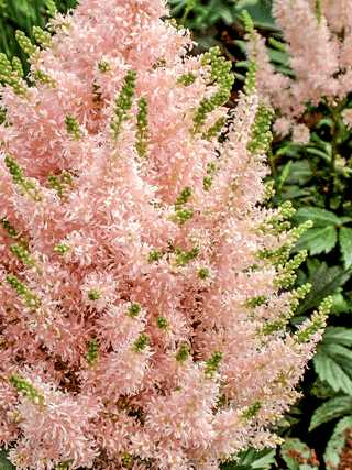 Astilbe 'Vision Inferno'