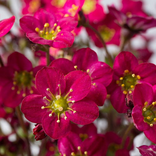 Rockfoil 'Marto Hot Rose'