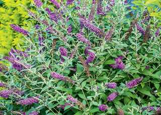 Butterfly Bush 'Miss Violet' PW