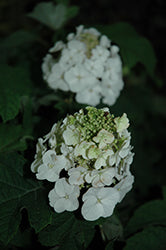 Hydrangea 'Jetstream'