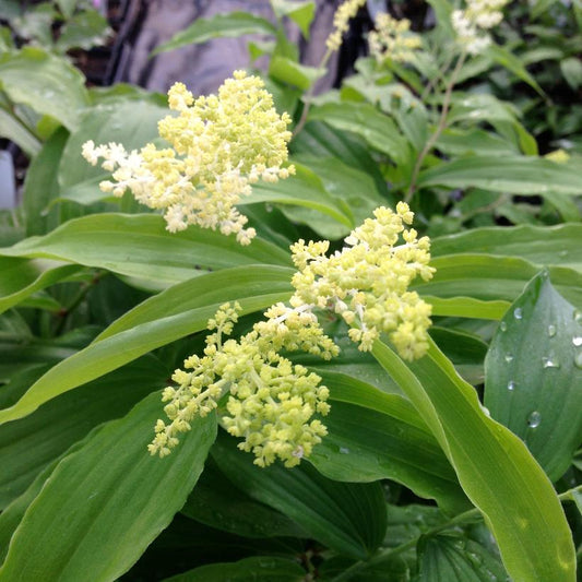 False Solomon's Seal