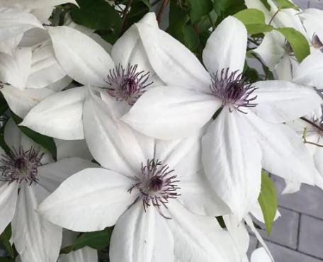 Clematis 'Tsukiko'