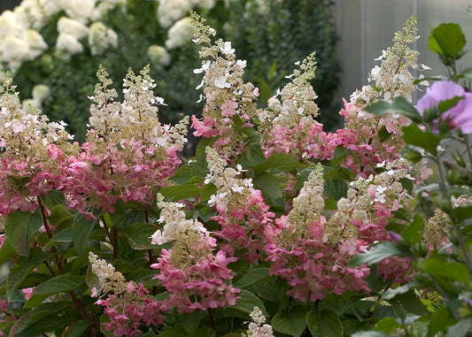 Hydrangea 'Pinky Winky' PW