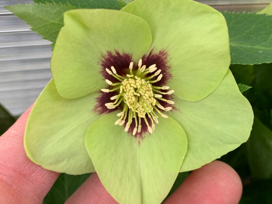 Lenten Rose 'Honeymoon Irish Luck'