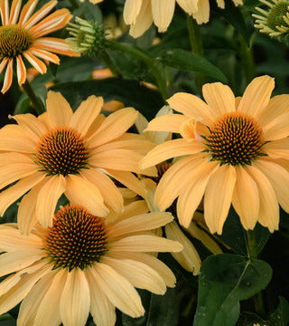 Coneflower 'One in a Melon' PW