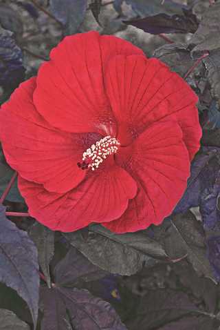 Hibiscus 'Midnight Marvel'