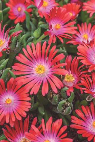 Ice Plant 'Jewel of the Desert Garnet'