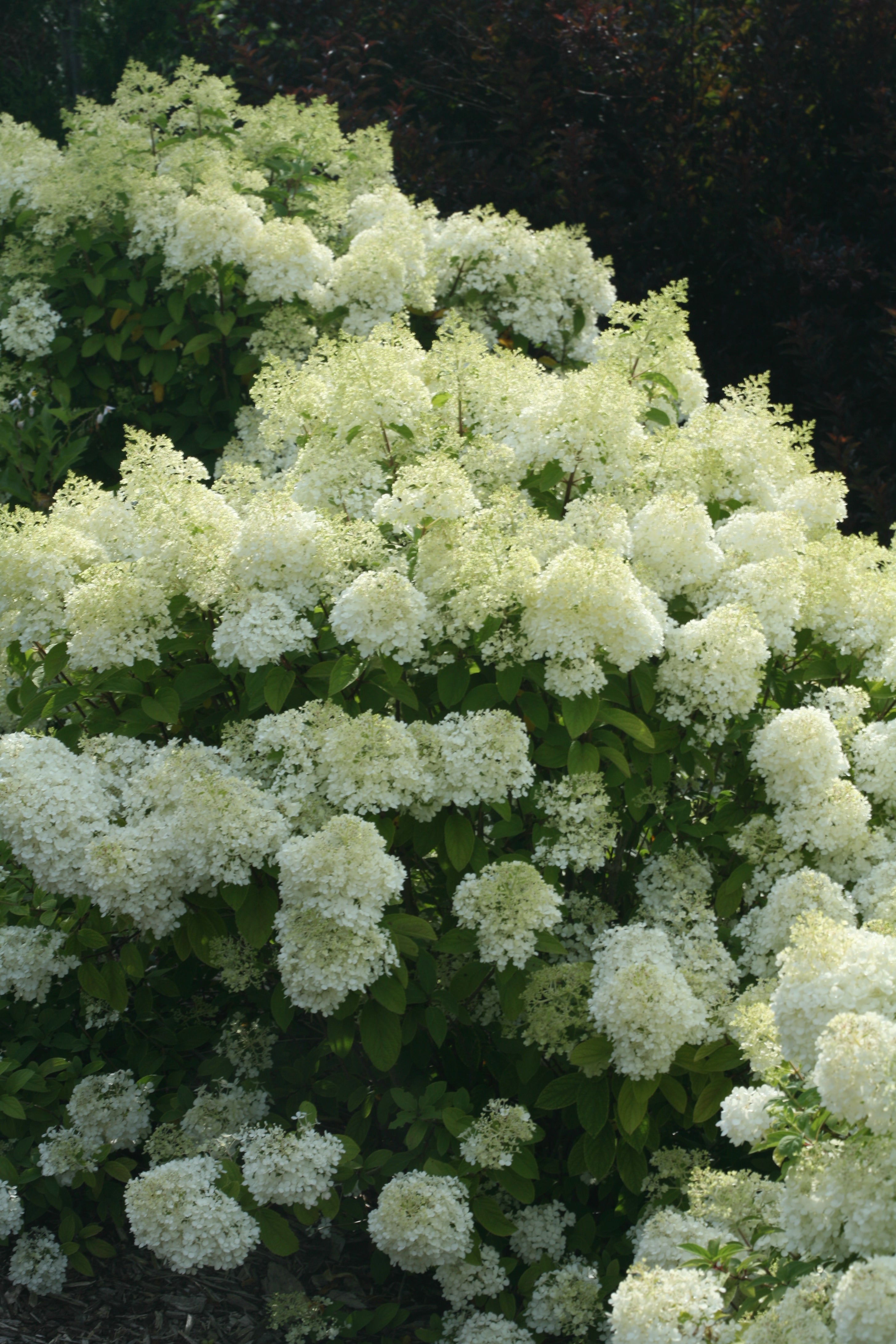 Hydrangea Tree Form 'Bobo' PW – Lucan Country Gardens