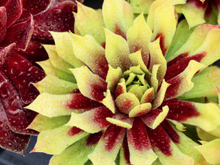 Hen & Chicks, Chick Charms 'Lemon Waves'