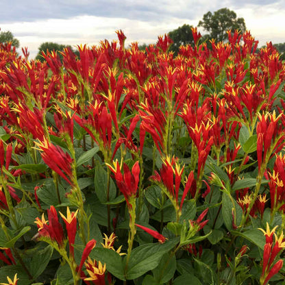 Indian Pink 'Little Redhead'