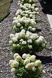 Hydrangea 'Tiny Quick Fire' PW