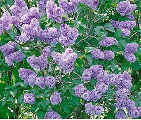 Lilac, Common