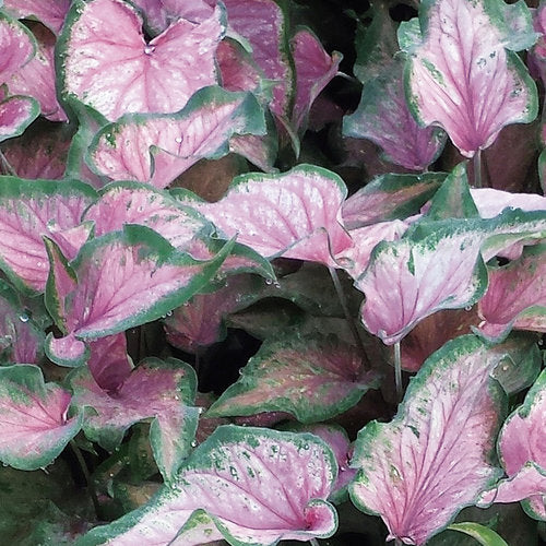 Caladium 'Va Va Violet' PW