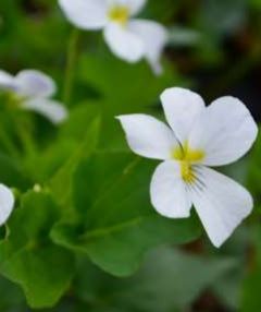 White Violet