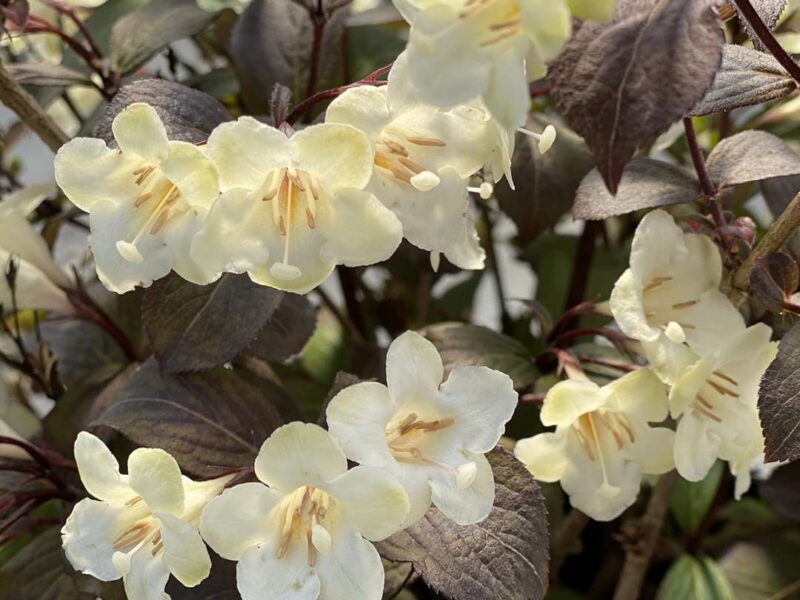 Weigela 'Wine & Spirits' PW