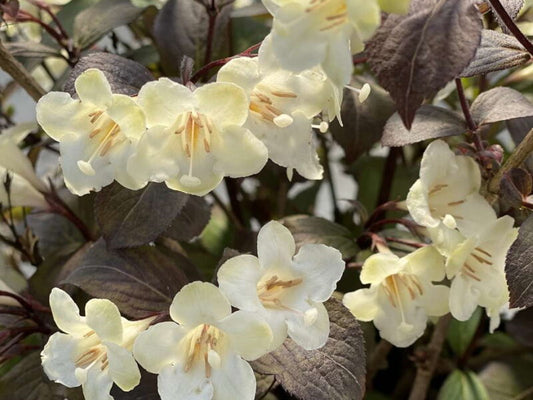 Weigela 'Wine & Spirits' PW
