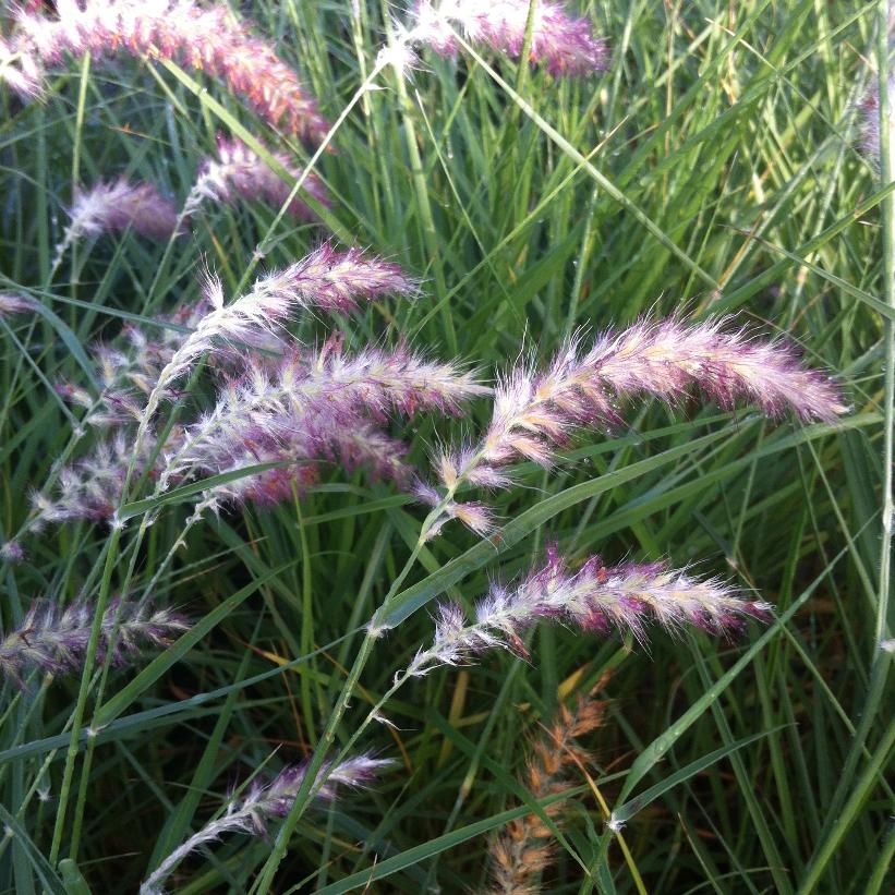 Grasses, Fountain 'Karley Rose'