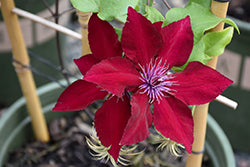 Clematis 'Nubia'