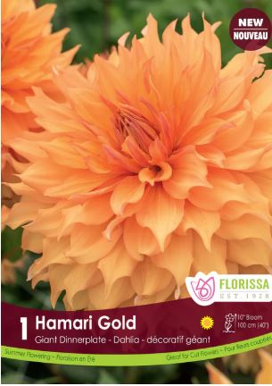 Dahlia, Dinnerplate 'Hamari Gold' - Bulb