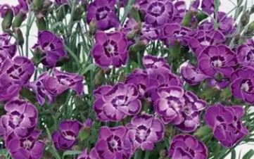 Dianthus 'Everlast Violet Blue'