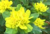 Cushion Spurge