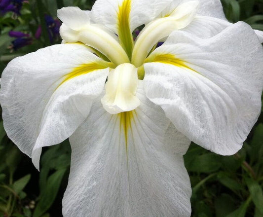 Iris, Japanese 'Gold Bound'