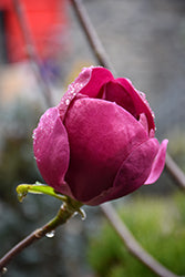 Magnolia 'Black Tulip'