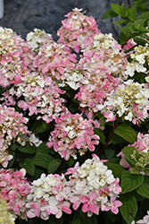 Hydrangea 'Fire Light 'Tidbit' PW