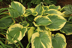 Hosta 'Terms of Endearment'