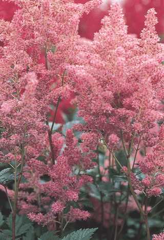 Astilbe 'Rheinland'
