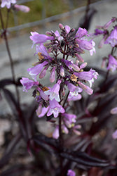 Beardtongue 'Midnight Masquerade' PW
