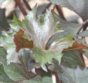 Ligularia 'Cafe Noir'