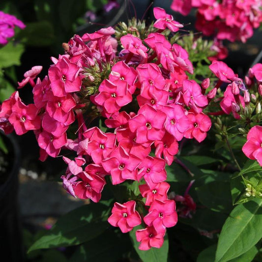 Phlox 'Ka Pow Pink'